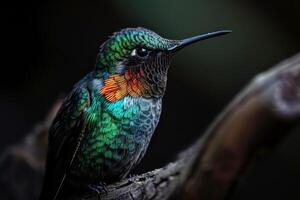 violet crowned hummingbird on the roated in studio isolated on black background photo