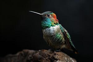 The broad tailed hummingbird on the roated in studio photo