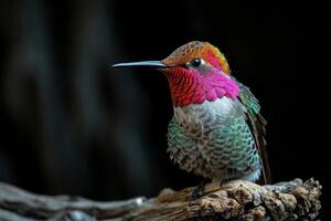 The Anas hummingbird on the roated in studio photo