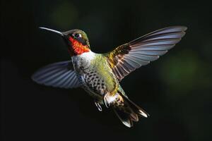 The Hummingbird flying in the forest photo