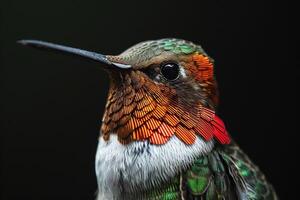 The hummingbird in studio isolated on black background photo