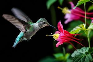 The Hummingbird and Columbine flower photo