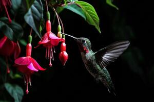 The Hummingbird and Columbine flower photo