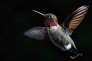 The hummingbird flying in the studio isolated on black background photo