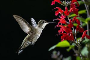The Hummingbird and salvia flower photo