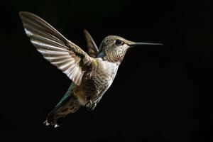 The hummingbird flying in the studio isolated on black background photo