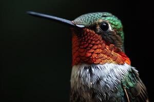 The hummingbird in the studio isolated on black background photo