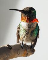 Ruby Throated hummingbird on the roated in studio isolated on white background photo