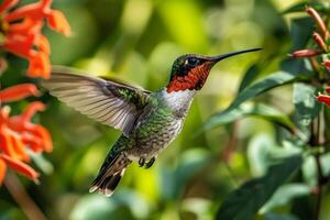 Ruby Throated hummingbird flying in the forest photo