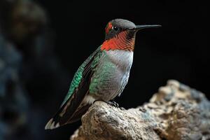 Ruby Throated hummingbird on the roated in studio isolated on black background photo