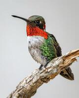 Ruby Throated hummingbird on the roated in studio isolated on white background photo