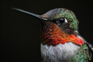 Ruby Throated hummingbird in studio isolated on black background photo