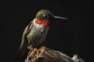 Ruby Throated hummingbird on the roated in studio isolated on black background photo