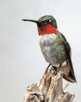 Ruby Throated hummingbird on the roated in studio isolated on white background photo