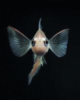 A fish with big eyes and a long tail photo