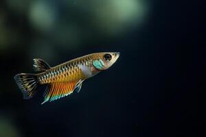 A small fish with a bright blue and green tail photo