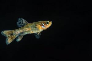 A small fish with a black background photo