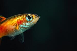 A close up of a fish with bright orange and white stripes photo