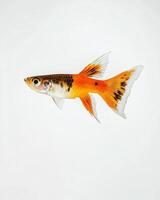 A fish with orange and black stripes is in the air photo