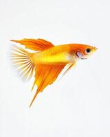A yellow and white fish with long tail photo
