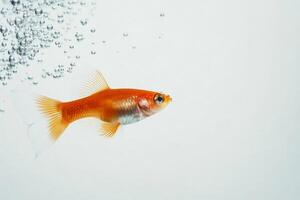 A goldfish swimming in a pool of bubbles photo
