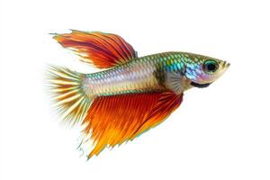 A colorful fish with long tail on a white background photo