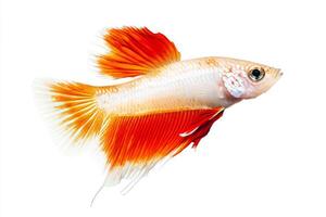 A red and white fish with long tail photo