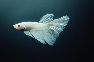 A white fish with black fins swimming in the water photo