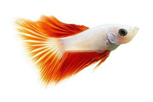A white and orange fish with long tail photo