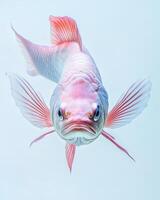 A pink fish with long fins and a white body photo