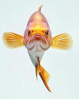 A fish with orange fins and a white background photo