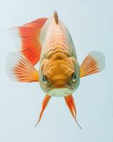 An orange fish with a long tail in the water photo