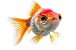 Goldfish, isolated on white background, isolated on white background, isolated on white background, isolated photo