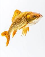 Golden carp fish on white background photo