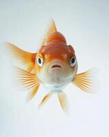 A goldfish with a big mouth and a big head photo