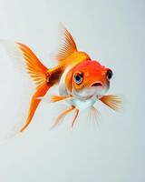 A goldfish with big eyes is swimming in the water photo