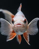 A close up of a goldfish with its mouth open photo