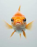 A close up of a goldfish with its mouth open photo