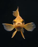 A close up of a goldfish with its mouth open photo