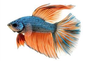 A siam fish with orange and blue fins photo