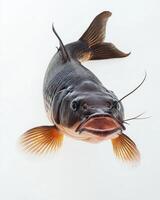 A catfish is shown in the air photo