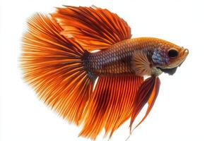 A siam fish with long tail on a white background photo
