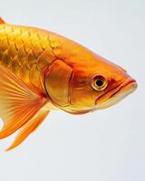 Golden fish, goldfish, goldfish, goldfish, goldfish, goldfish, photo