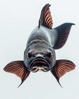 A fish with a long tail and a big head photo