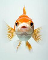 A fish with a big mouth and a big head photo