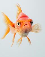 A goldfish with its mouth open on a white background photo