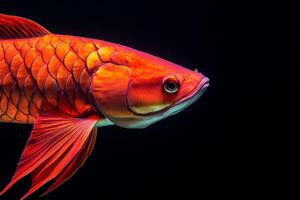 A red fish with long fins on a black background photo