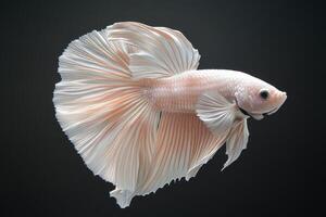 A siam fish with long tail on a black background photo