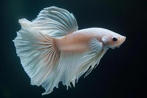 A siam fish with long tail on a black background photo