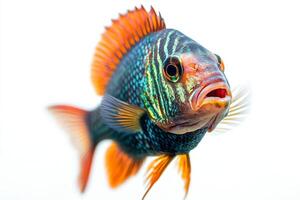 A fish with bright colors and a long tail photo